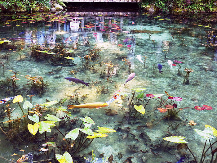 リアルな モネの睡蓮 が見たい 岐阜県の山奥に印象派の池がある たびこふれ