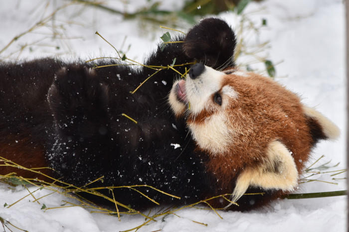 北海道 厳寒でも心を熱くさせる 冬の旭山動物園 でワクワクが止まらない たびこふれ