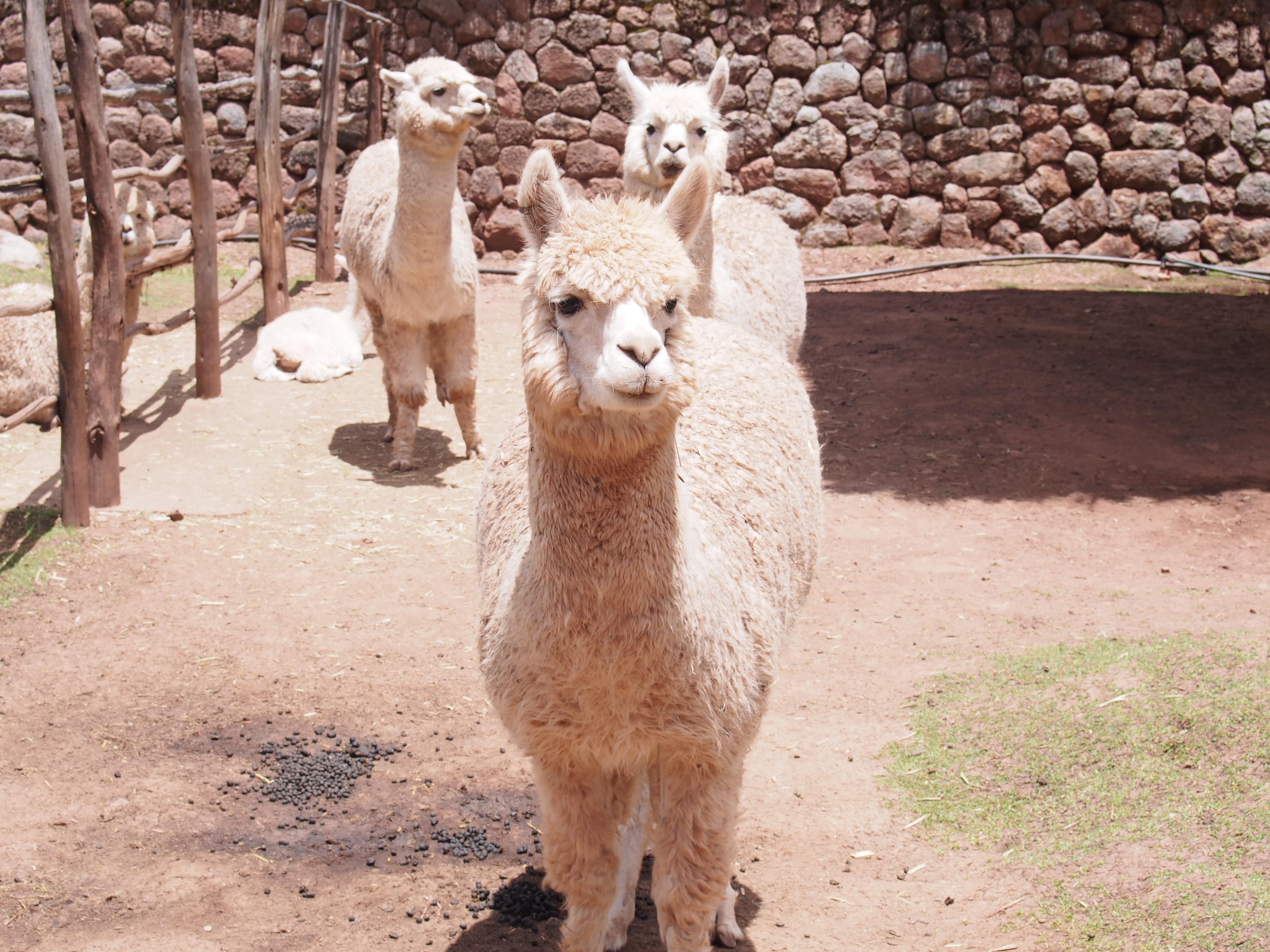 アルパカ好きには堪らない ペルー クスコでの時間の過ごし方 たびこふれ