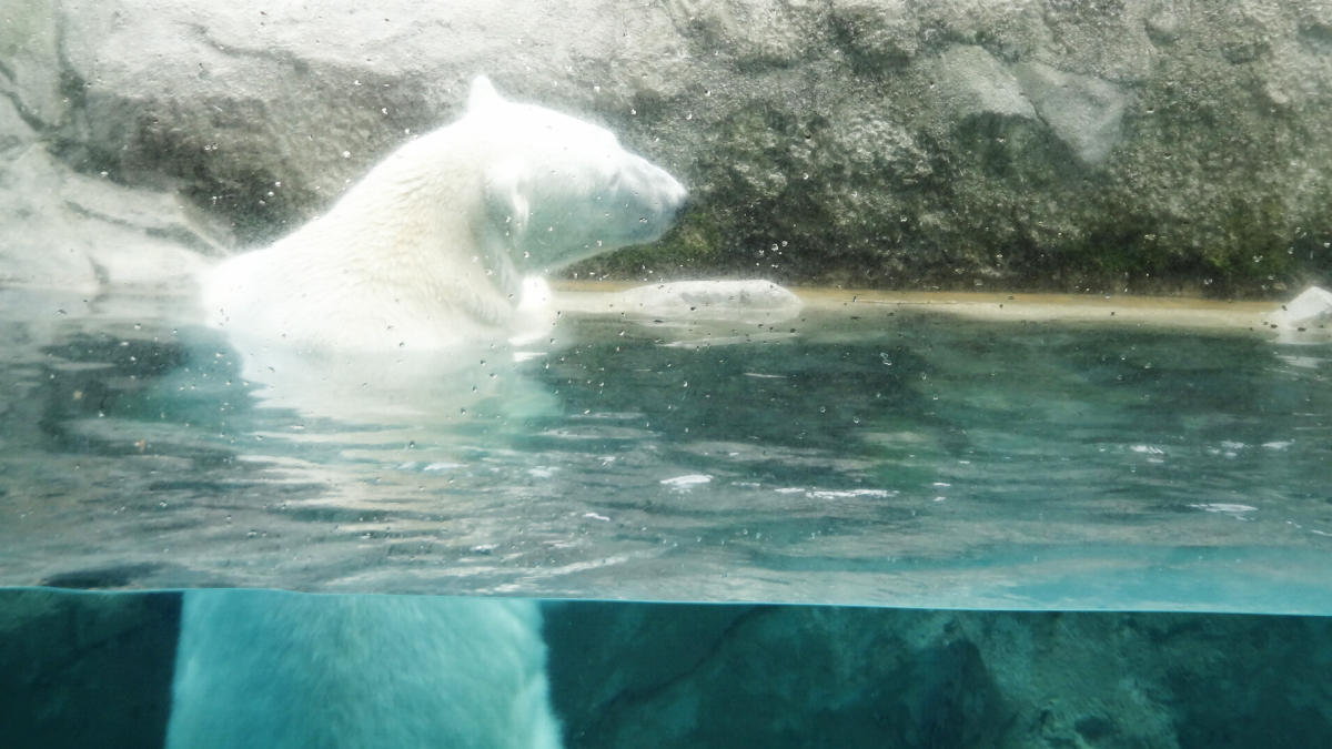 旭山動物園