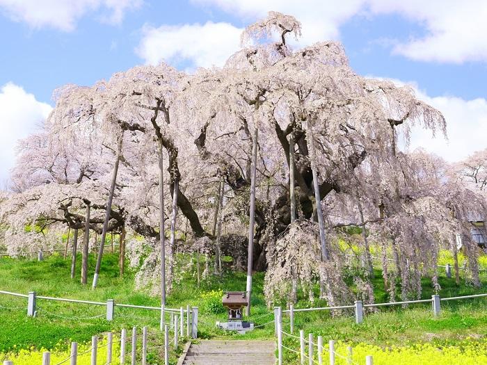 日本三大桜の「三春滝桜」「山高神代桜」「根尾谷淡墨桜」とは