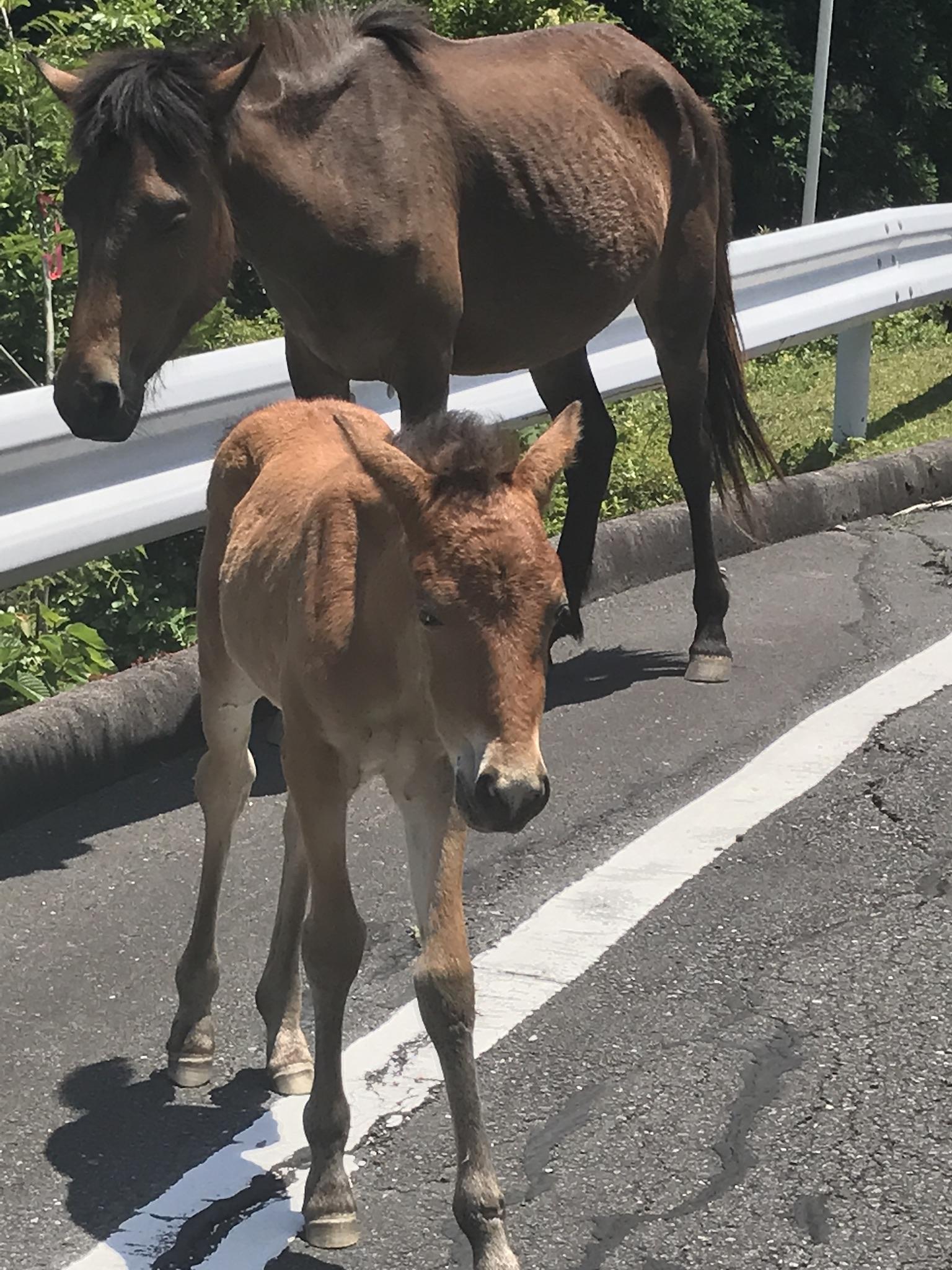 野生の馬が間近で見られる 御崎馬の親子に会いに 宮崎県串間市にある都井岬へ たびこふれ