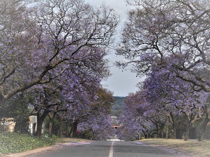 南アフリカ 美しい花 ジャカランダ に染まるプレトリアの魅力 たびこふれ