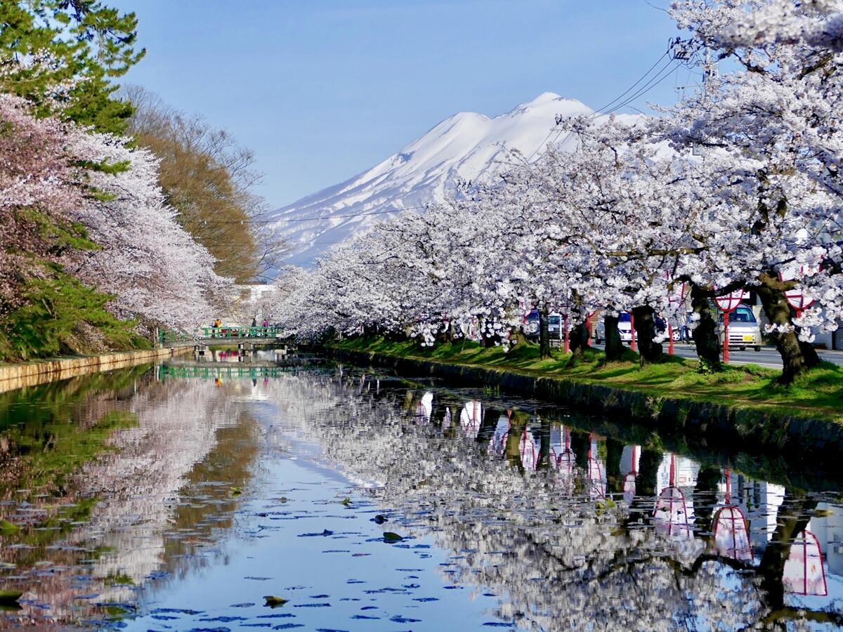 弘前公園の桜
