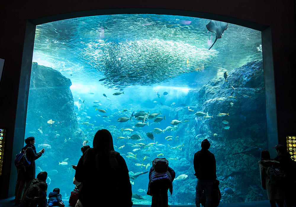 新江ノ島水族館 えのすい の見どころを徹底レポート イルカショーは必見 たびこふれ