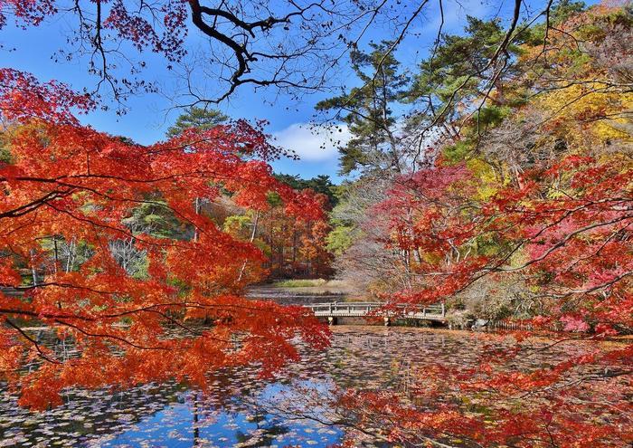 絵画の中にまぎれ込む 圧巻の紅葉 神戸市立森林植物園 たびこふれ