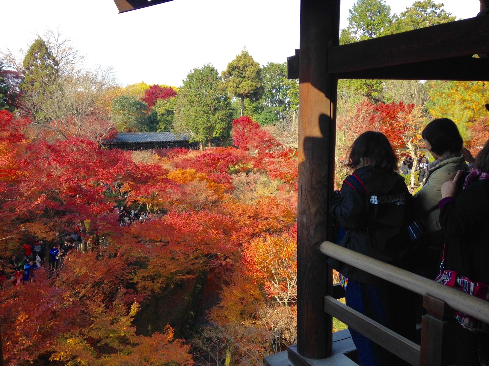 京都 東福寺の紅葉は、やはり圧倒的に美しかった。 | たびこふれ