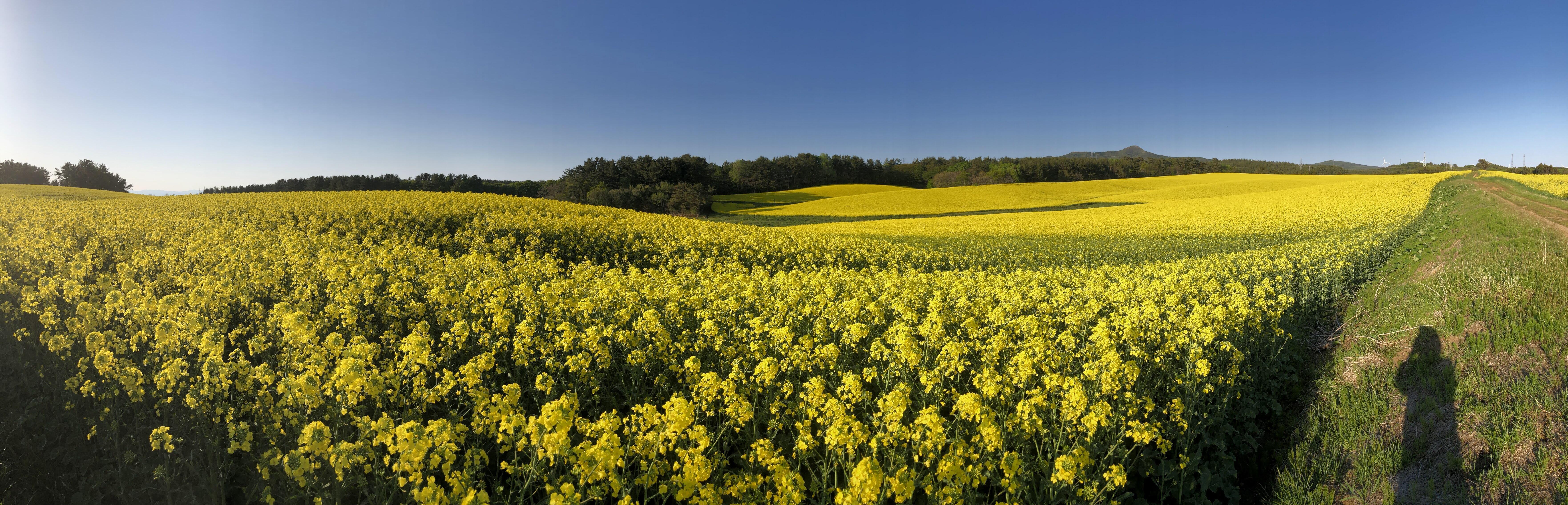 菜の花畑 青森 横浜町