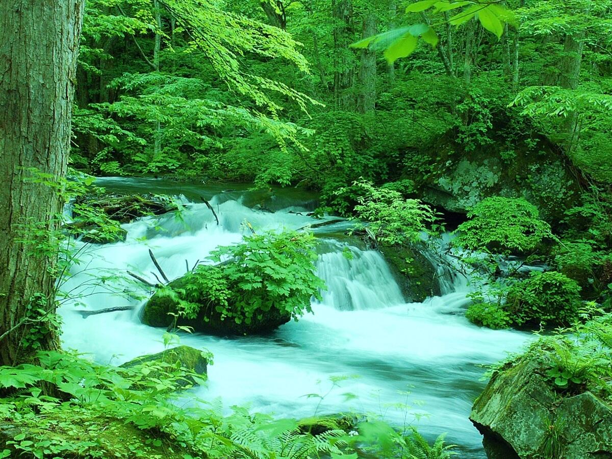 青森の奥入瀬渓流