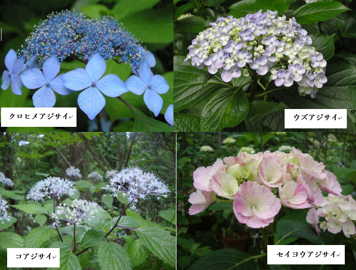 兵庫県 アジサイが六甲ブルーに染める 神戸森林植物園 たびこふれ
