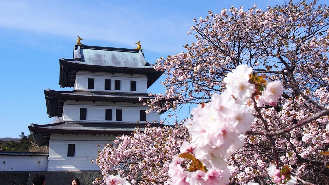 北海道の函館 松前 絶景の桜とお城を求めて たびこふれ