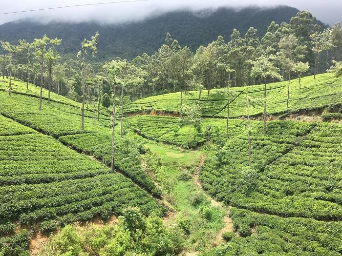 セイロンティーの一大産地、スリランカのヌワラエリヤへ！紅茶の製造工場見学＆本場の紅茶をいただきました♪ | たびこふれ