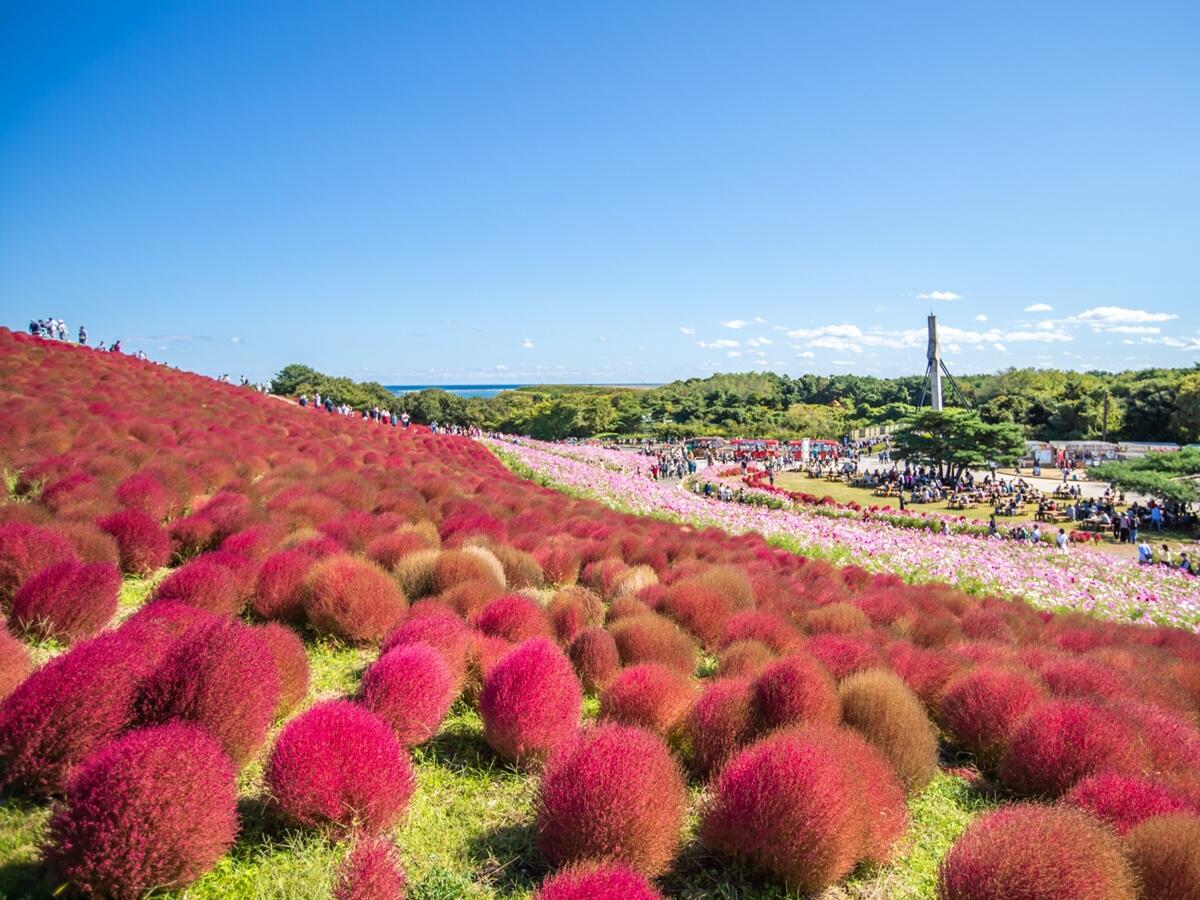 国営ひたち海浜公園おコキア