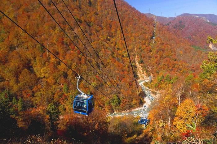 長さ日本一のドラゴンドラで絶景の紅葉を楽しむ 今年の秋は新潟県苗場スキー場へ行こう たびこふれ