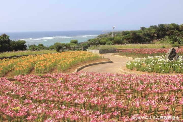 カラフルなユリを見に笠石海浜公園へ 凛と咲く真っ白な花 沖永良部島のエラブユリ物語 たびこふれ